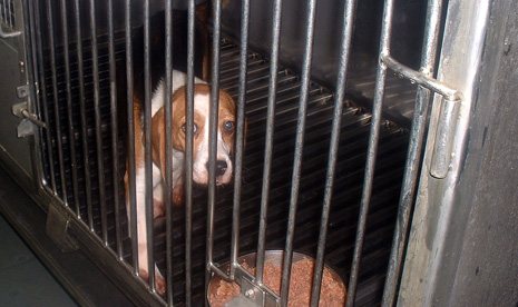 beagle terrified in cage must stop NOW