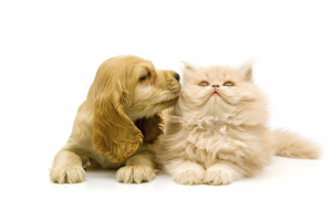 cute-puppies-and-kittens-kissing