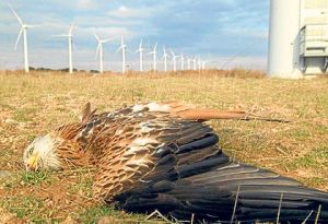 wind turbine bird kill