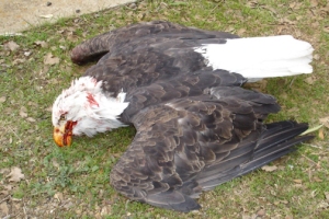 windmill-wind-farm-turbine-kill-bald-eagles-birds-bats-sad-hill-news