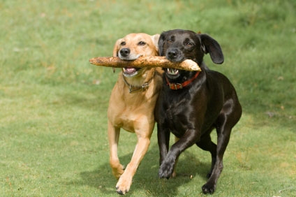 dogswithstick